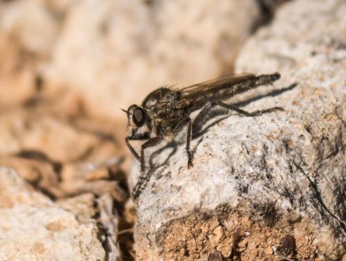 Réf. 240 812 : Eutolmus rufibarbis