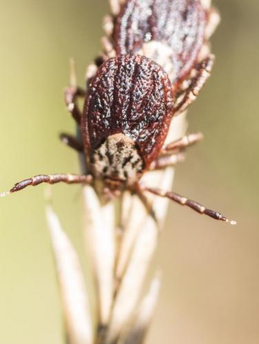 Réf. 240 843 : Dermacentor sp.