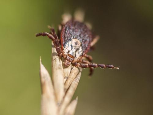 Réf. 240 816 : Dermacentor sp.