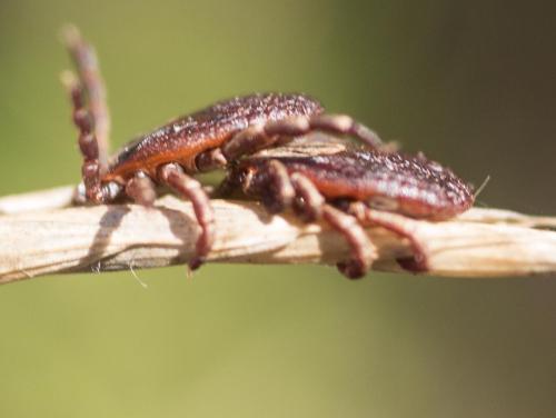 Réf. 240 844 : Dermacentor sp.