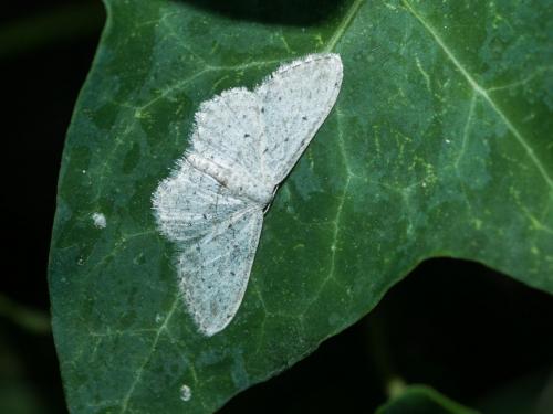 Idaea seriata