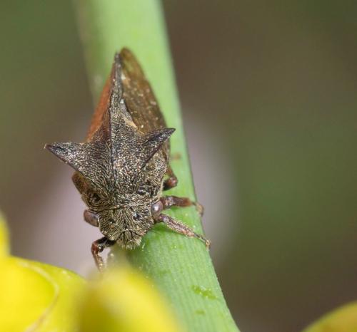 Réf. 240 305 : Centrotus cornutus