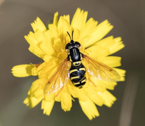 Chrysotoxum sp.