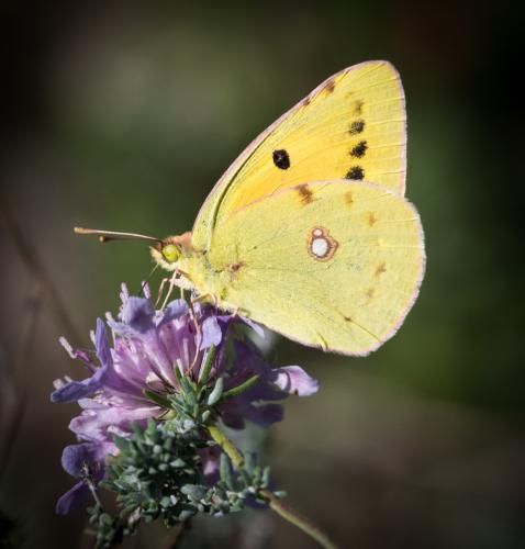 Colias croceus