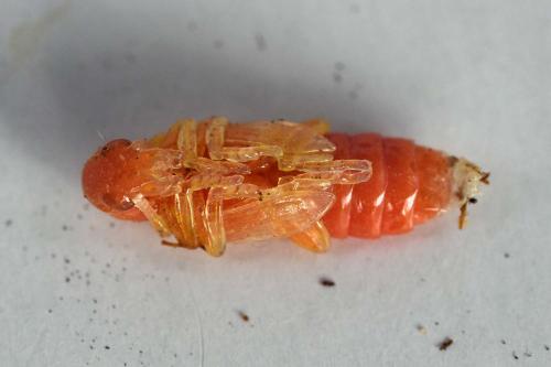 Trichodes sp.