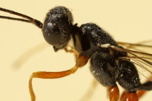 Neoxorides nitens