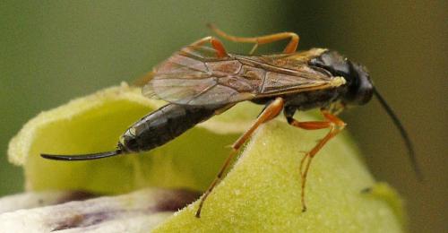 Diadegma erucator