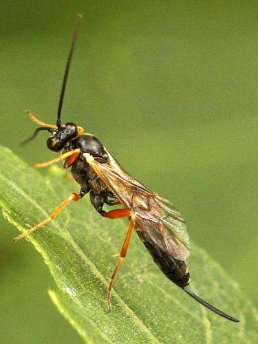 Diadegma erucator