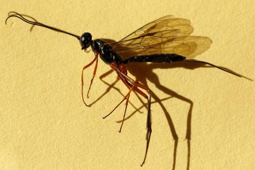 Neoxorides nitens