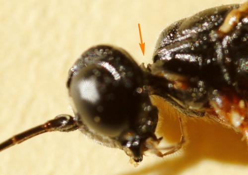 Réf. 240 295 : Neoxorides nitens
