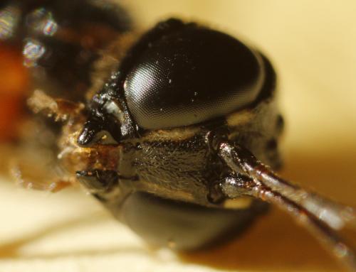 Réf. 240 296 : Neoxorides nitens