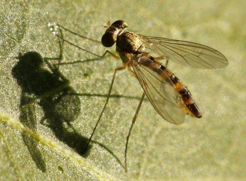 Sciapus sp.