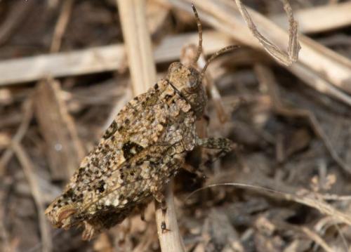 Réf. 240 226 : Paratettix meridionalis