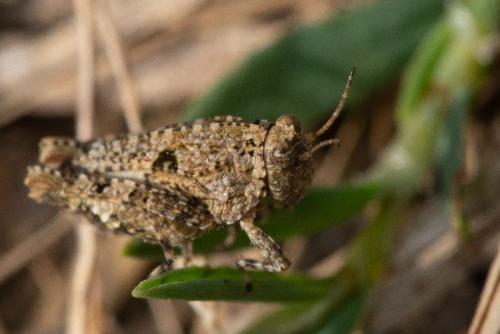 Paratettix meridionalis