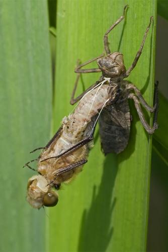 Cordulia aenea