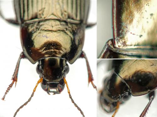 Réf. 240 506 : Amara ovata
