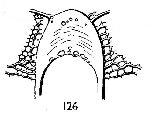 Amblyjoppa proteus