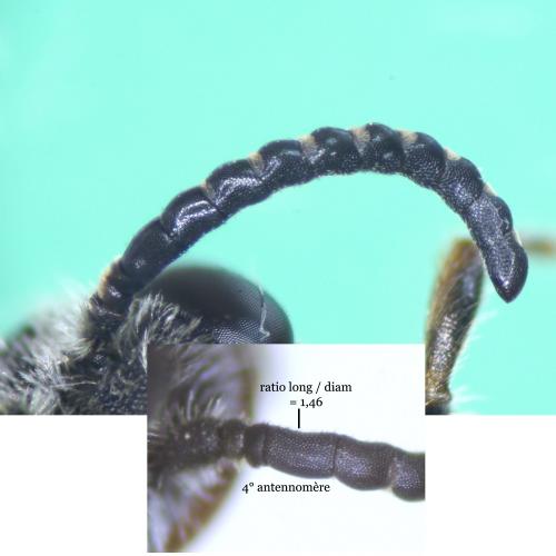 Sphecodes ephippius