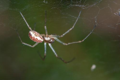 Neriene peltata