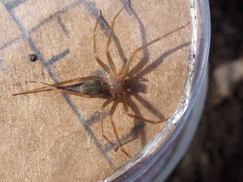 Loxosceles rufescens