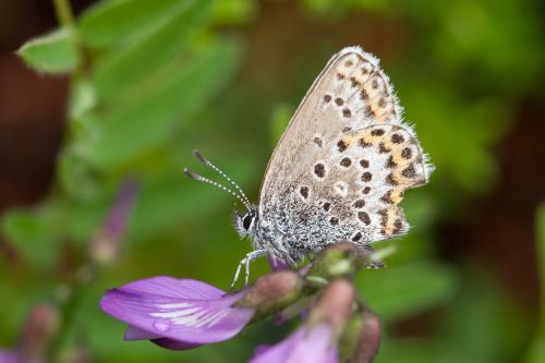 Réf. 240 135 : Plebejus sp.