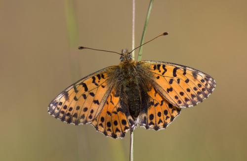 Boloria graeca
