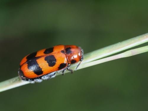 Réf. 240 809 : Paraclytra gambiensis