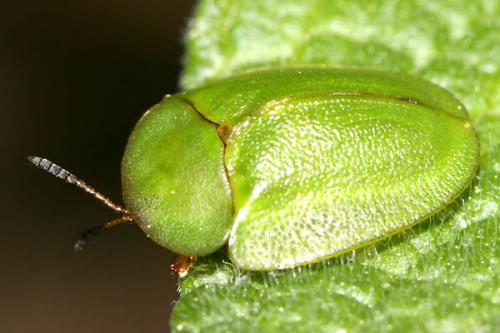 Réf. 240 774 : Cassida viridis