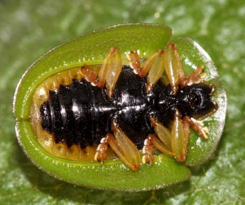 Réf. 240 775 : Cassida viridis