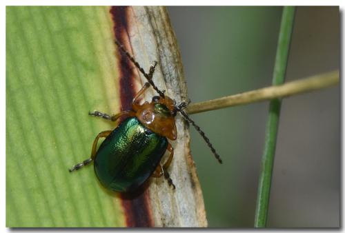 Réf. 240 824 : Sermylassa halensis