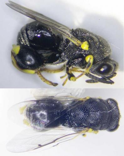 Brachymeria sp.