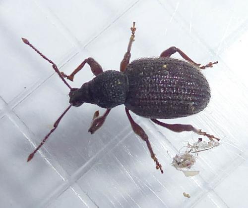 Otiorhynchus rugosostriatus