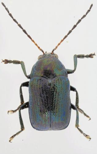 Réf. 240 233 : Cryptocephalus androgyne pelleti