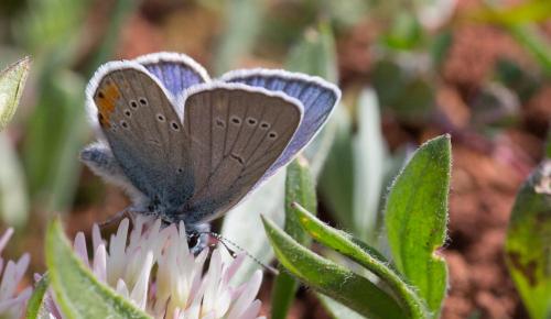 Réf. 240 869 : Cyaniris semiargus