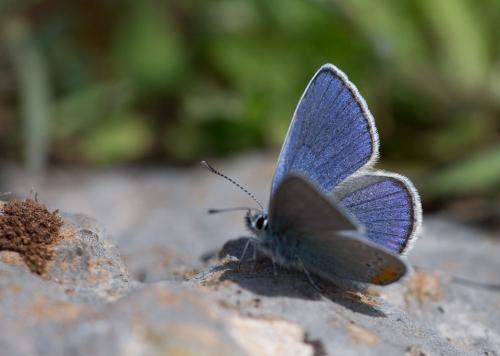 Réf. 240 870 : Cyaniris semiargus