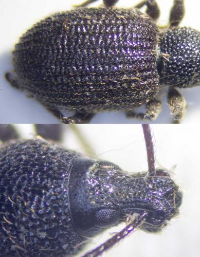 Otiorhynchus rugosostriatus