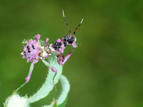 Réf. 240 814 : Pseudocreobotra ocellata