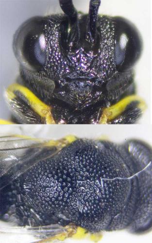 Brachymeria sp.