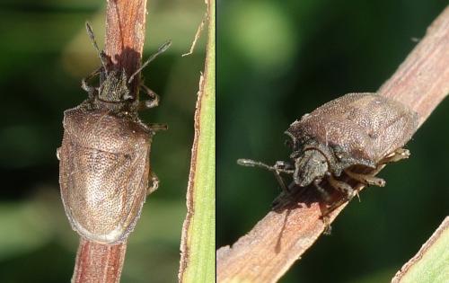 Podops curvidens