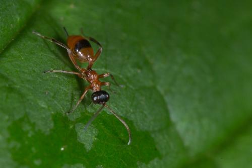 Gelis melanocephalus