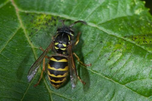 Vespula vulgaris