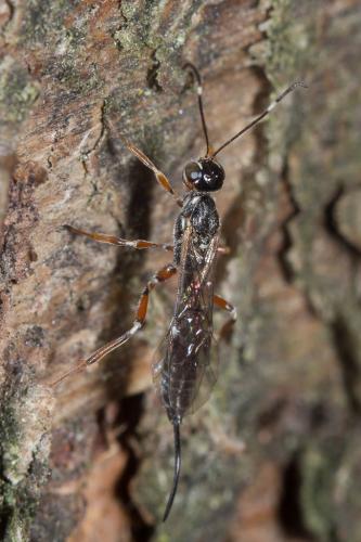 Réf. 240 587 : Xorides praecatorius