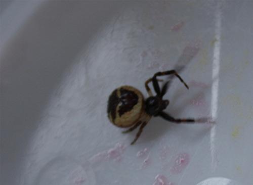 Synema globosum
