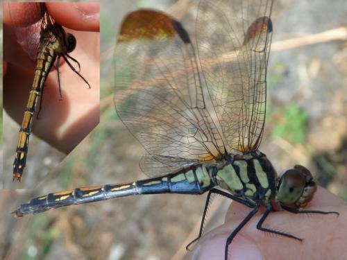 Réf. 240 710 : Sympetrum infuscatum