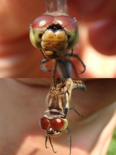Réf. 240 711 : Sympetrum infuscatum