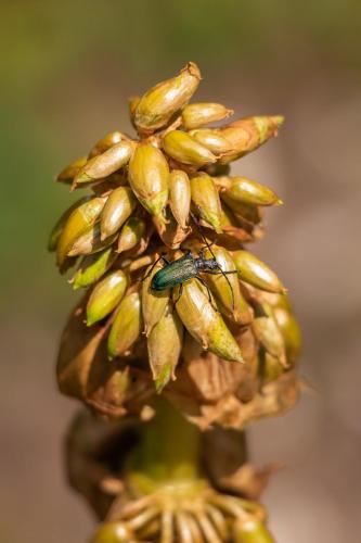 Gaurotes virginea