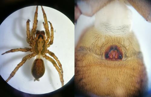 Trochosa sp.