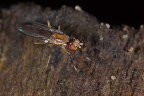 Clusiodes verticalis