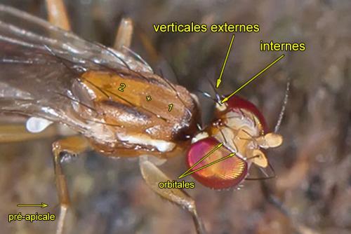 Clusiodes verticalis