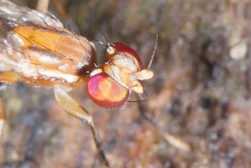 Clusiodes verticalis